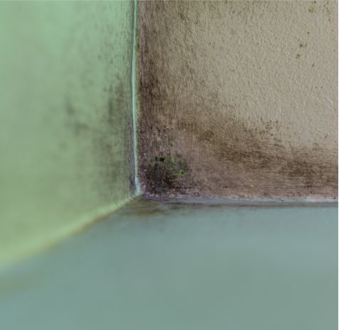 Individuelle BEratung wenn es um Schimmelbefall geht